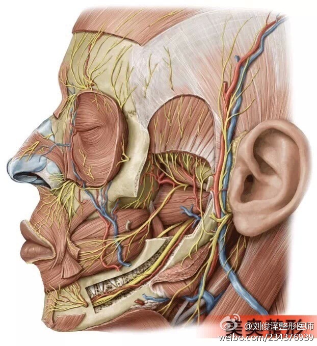 剖析颜面精细解剖,面部七个危险区(医学入门必修课)
