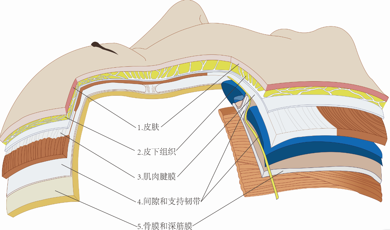 (如下图)皮肤—皮下组织—肌肉腱膜—间隙和支持韧带—骨膜和深筋膜.