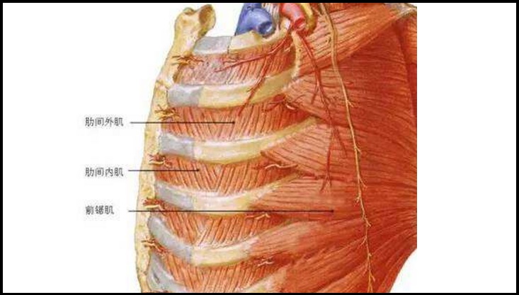 图3,呼吸肌附着于肋骨之上,肋骨的基本功能相当于四肢长骨的功能,既然