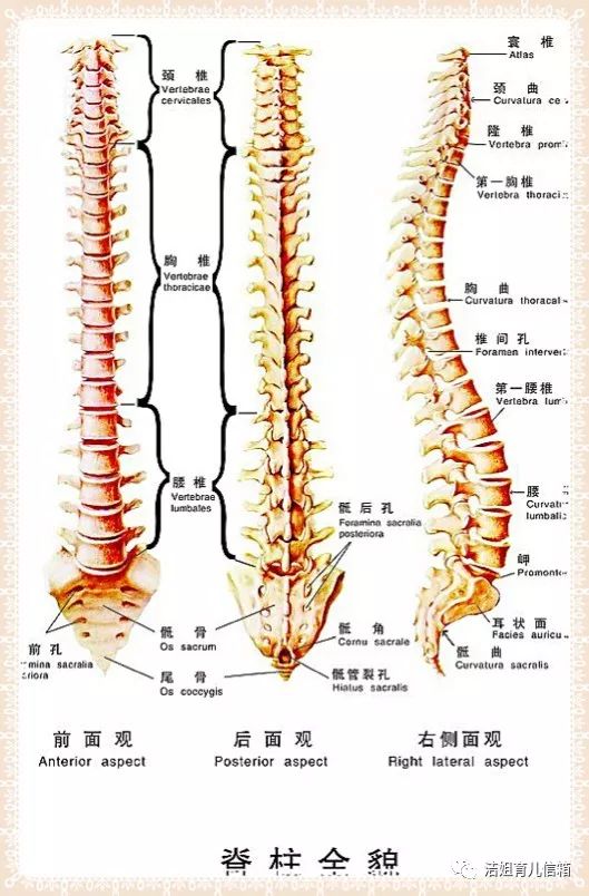 脊椎分成四个主要部位:颈椎,胸椎,腰椎和骶