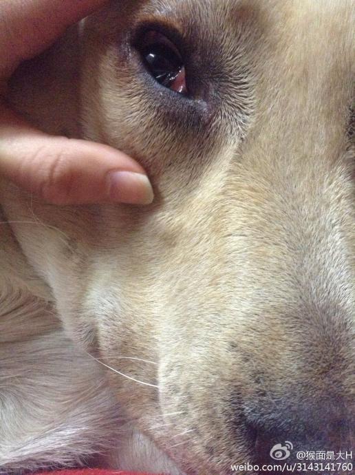 掰开狗狗的眼睛里面有一层膜.请问是什么问题 爱问知识人