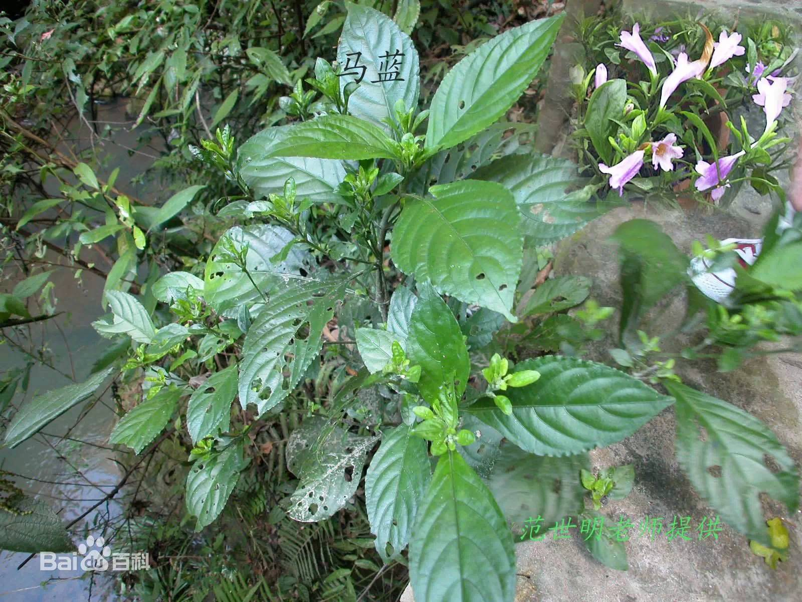 蓼蓝是蓼科植物,叶子入药叫做蓼大青叶.