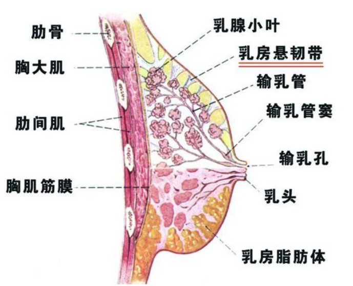 从乳头到乳腺小叶的腺泡,有很多导管分支.