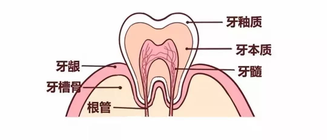 这是正常人的牙齿结构