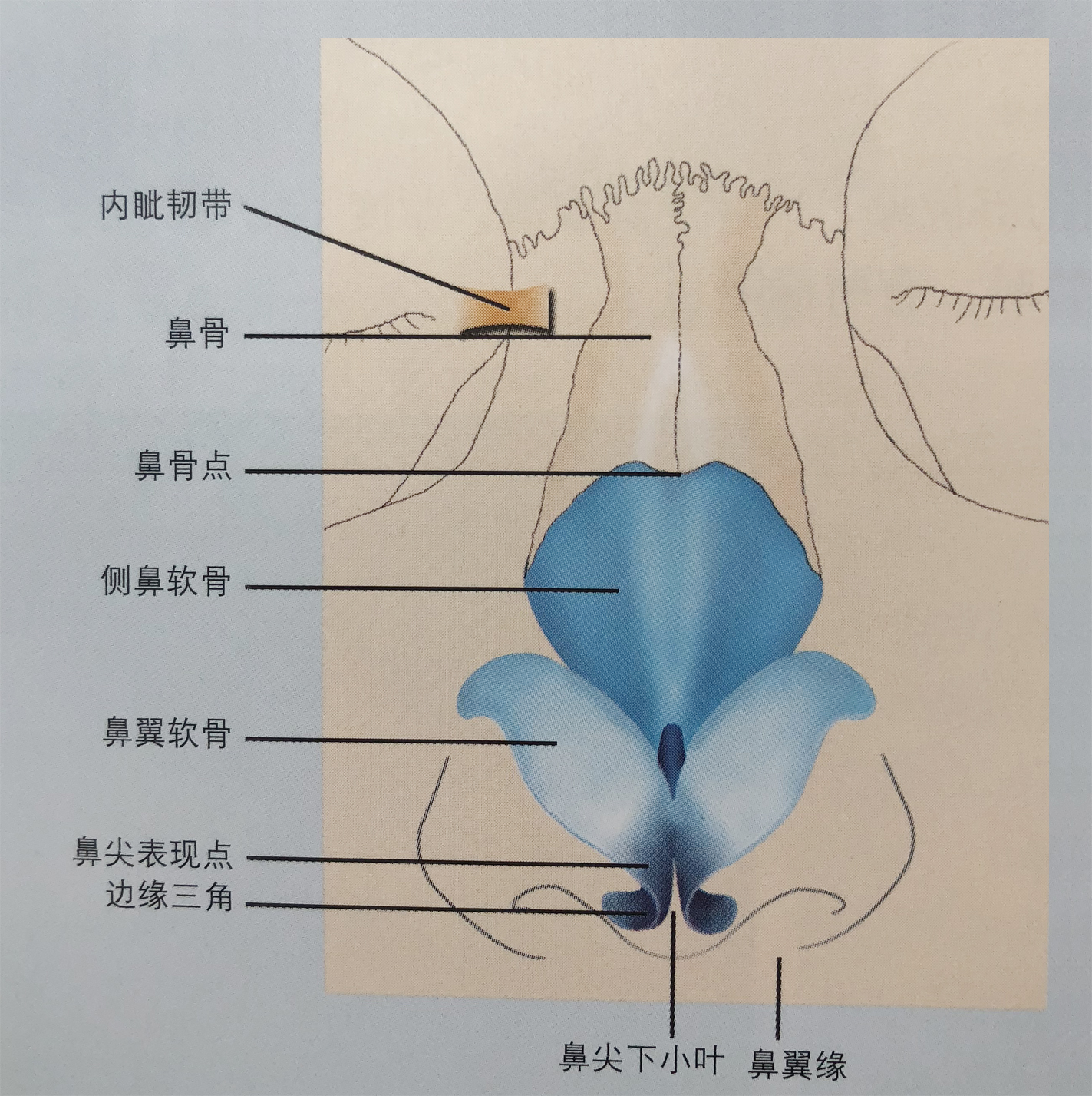 深圳乐美向宏伟谈鼻骨构造