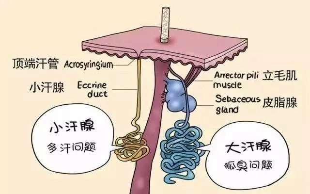 一针解决"体臭"尴尬