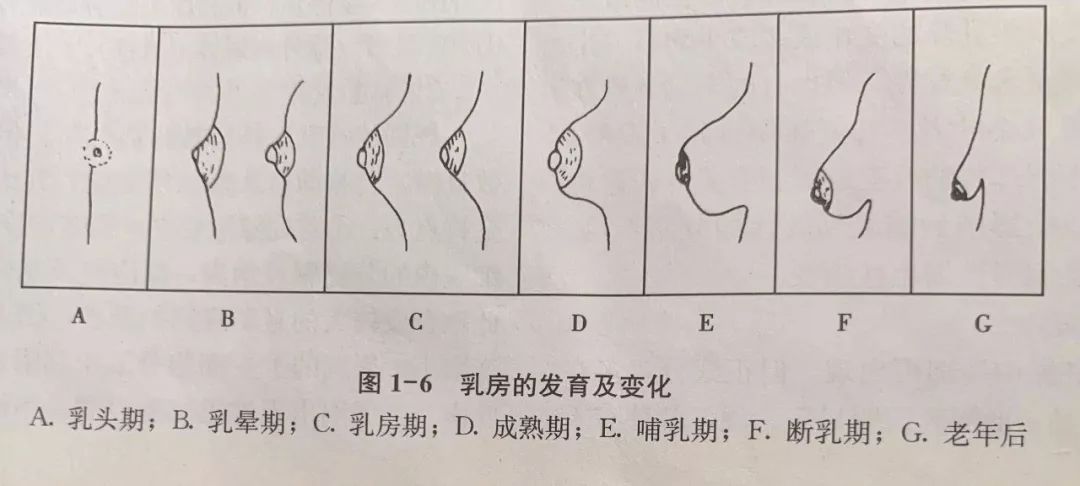 健康科普--乳房发育的过程-邱惠娜-爱问医生
