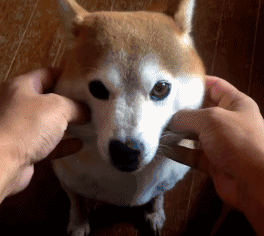 其他牙齿都离神经远着呢, 损伤神经的可能性几乎为零, 连变傻的基础