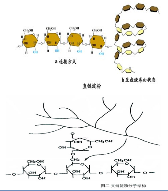 淀粉有几十到几百个葡萄糖分子通过1,4-糖苷键连接而成二级双螺旋结构