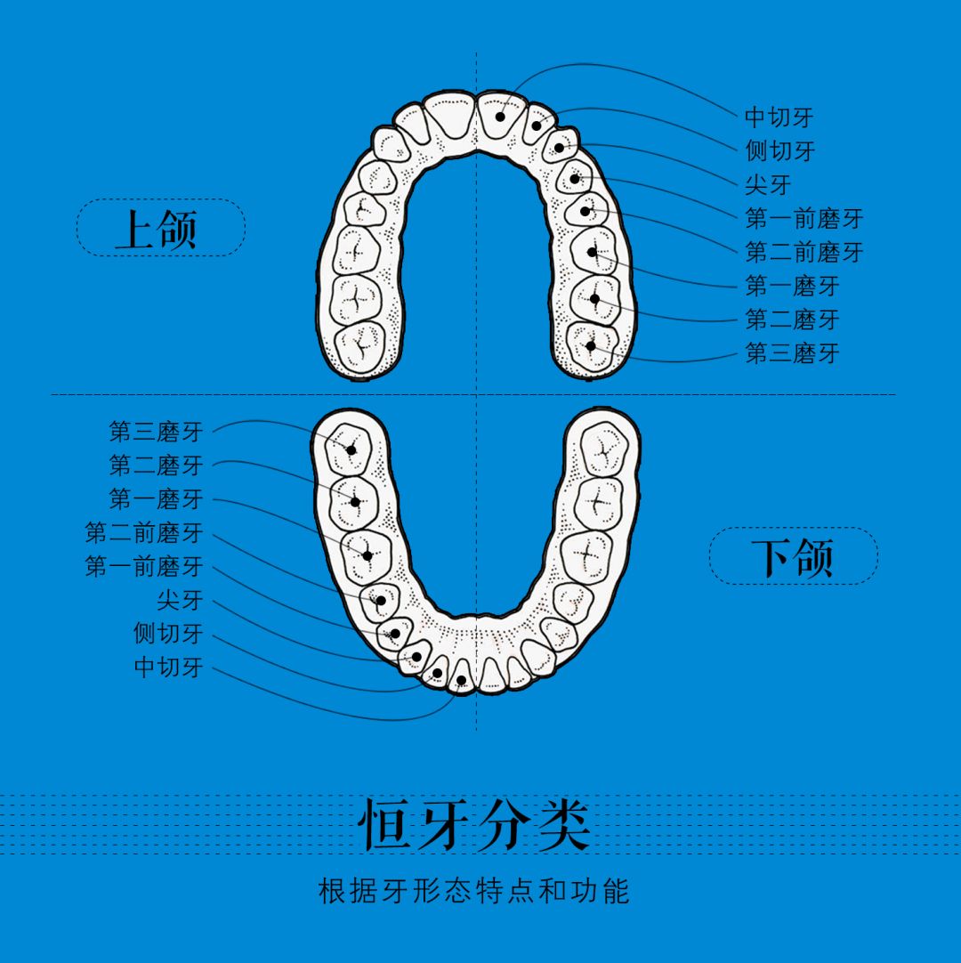 根据牙形态和不同的功能,恒牙(乳牙脱落后的第二副牙)分为 切牙,尖牙
