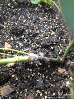 紧急求助,月季有好多盆有图片这种情况,这是什