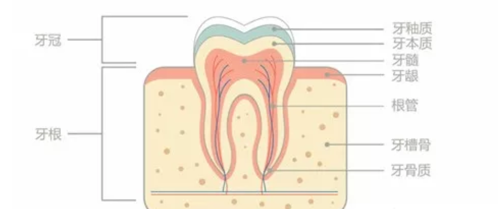 什么是牙釉质