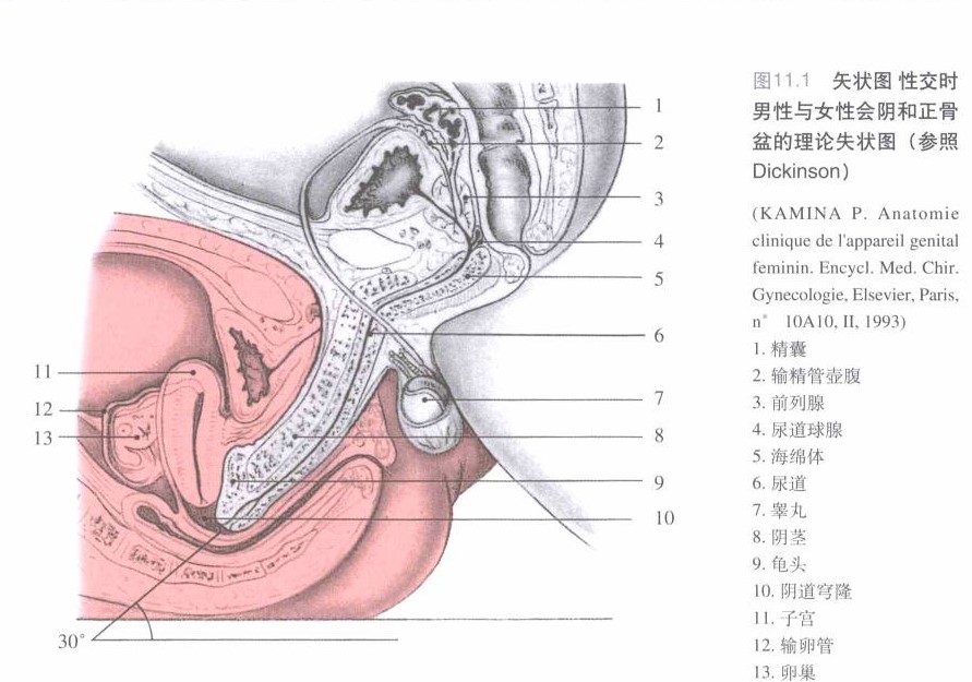 有较大的伸展性,受激素影响变化(女性爱液多是由前庭大腺,尿道旁腺
