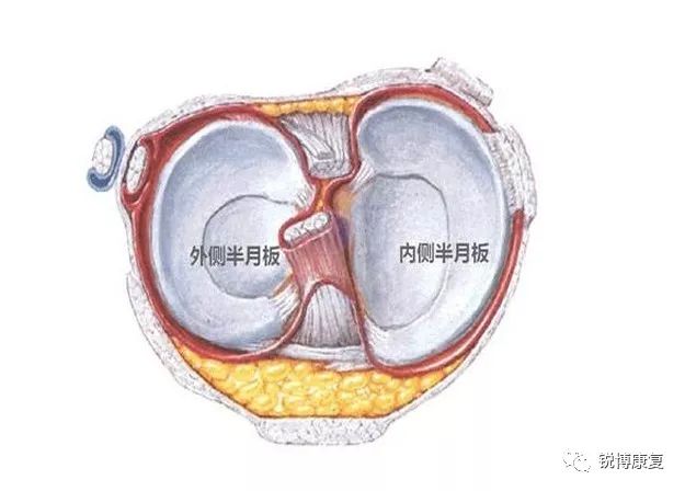 它左右各一,分别称为 内侧半月板和外侧半月板