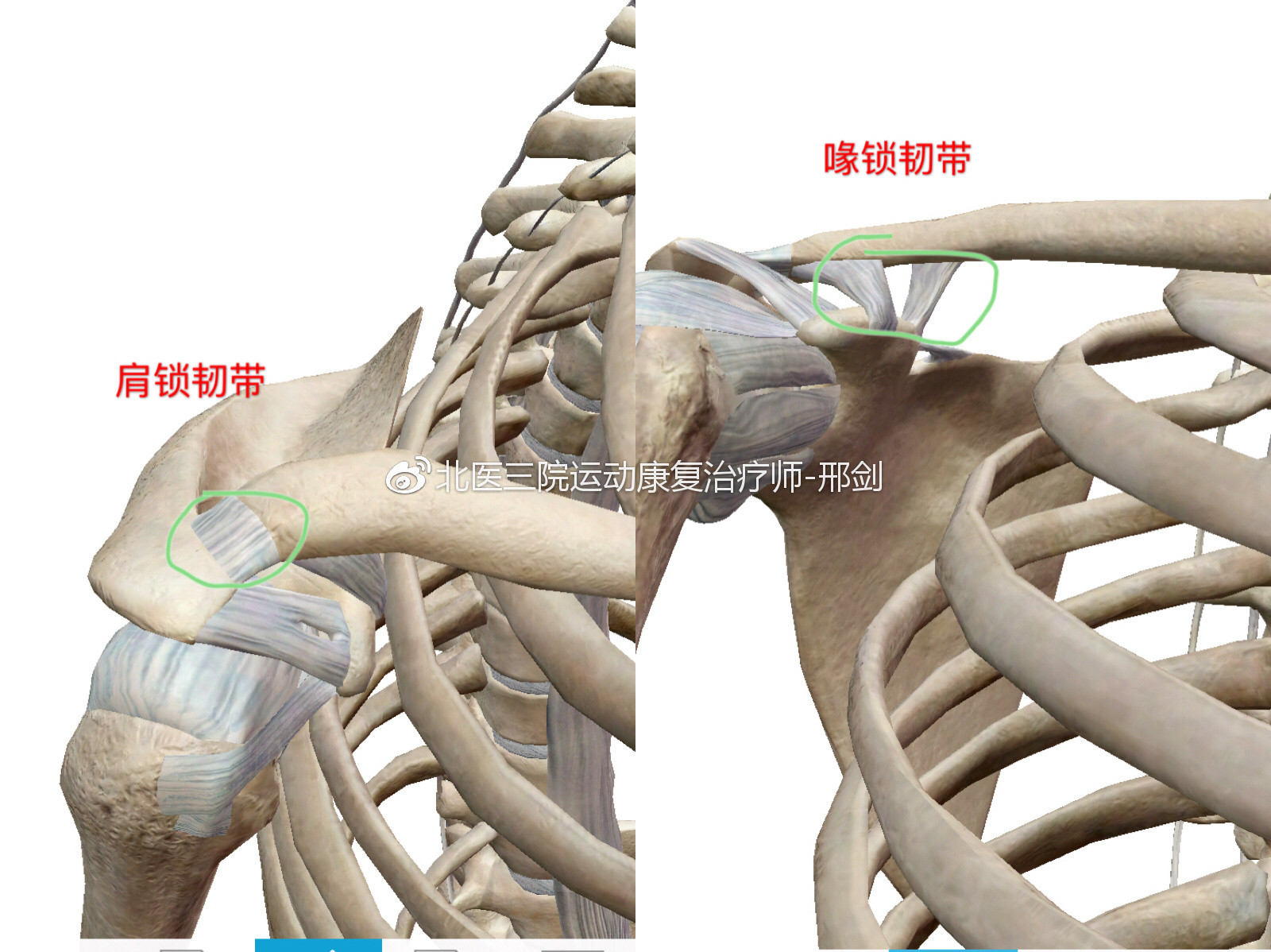 坚持学画：人体结构之骨骼部分——锁骨 - 知乎
