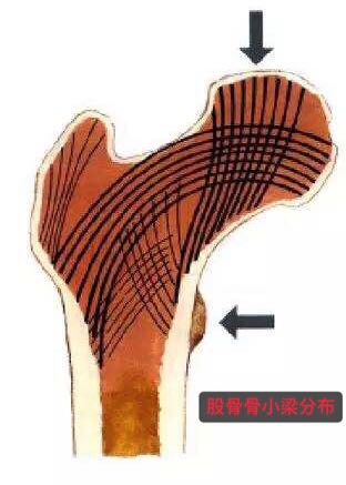 骨小梁是什么 新浪（移动端）