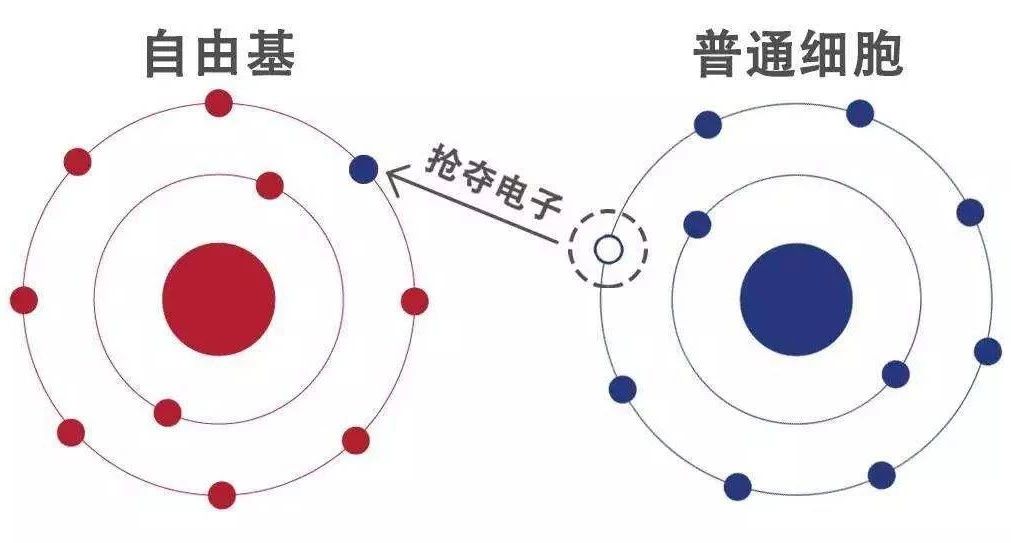 衰老的原因之-氧自由基的破坏机制