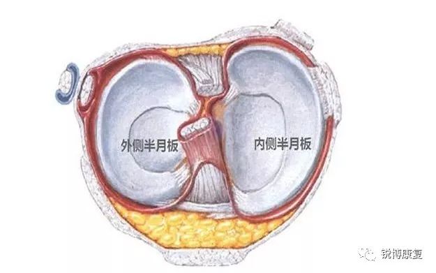 半月板是膝关节内的纤维软骨板,垫在大腿和小腿的骨头之间,它左右各一