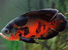 有牙齿有舌头红色身体上有黑色斑点的鱼是什么