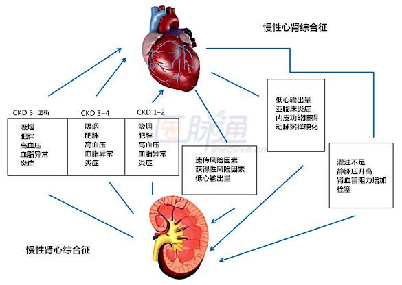 为评估肾脏功能,我们选择血肌酐,尿素,胱抑素c等的排泄能力来评估肾脏