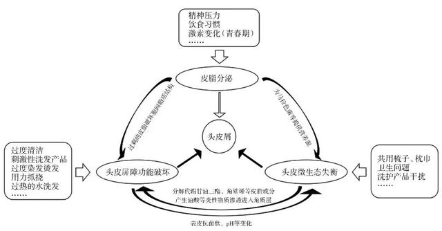 而马拉色菌的代谢产物具有刺激性,也会破坏头皮屏障功能,另外过度烫染