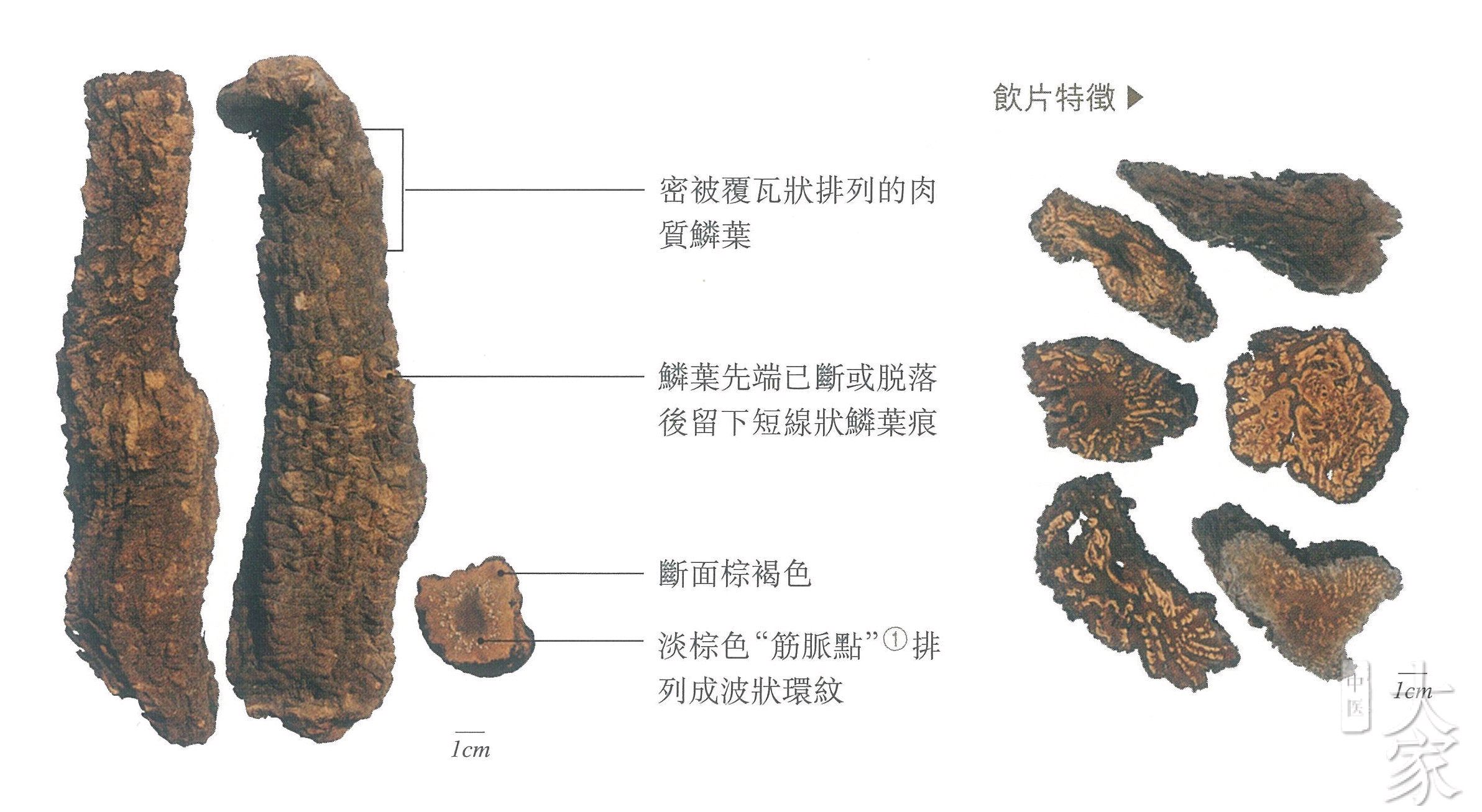 67肉苁蓉生殖保护研究取得突破-贺已知二级健康管理师-爱问医生