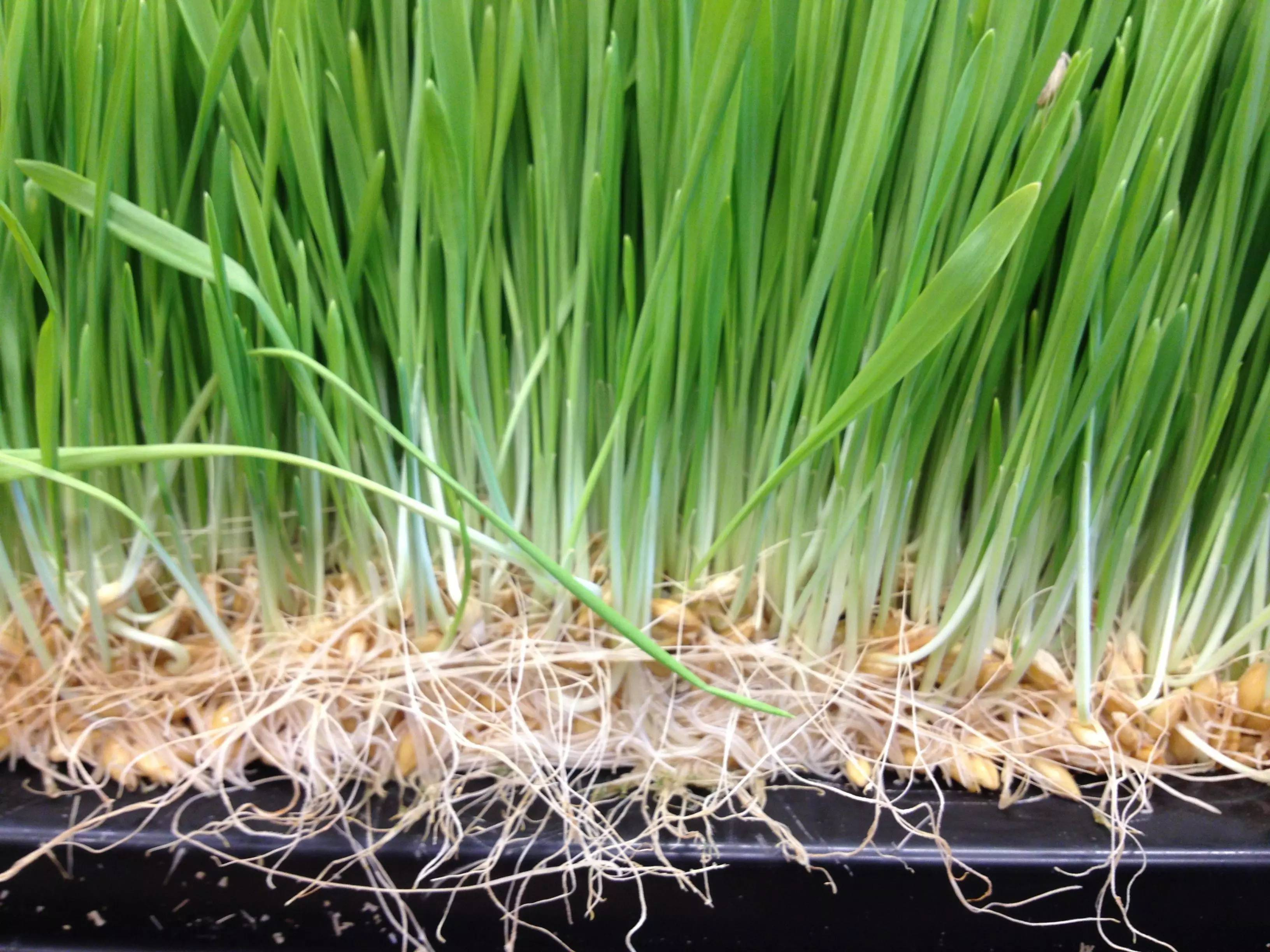 麦芽(malt,禾本科植物大麦(barley hordeum vulgare)麦粒经发芽而得