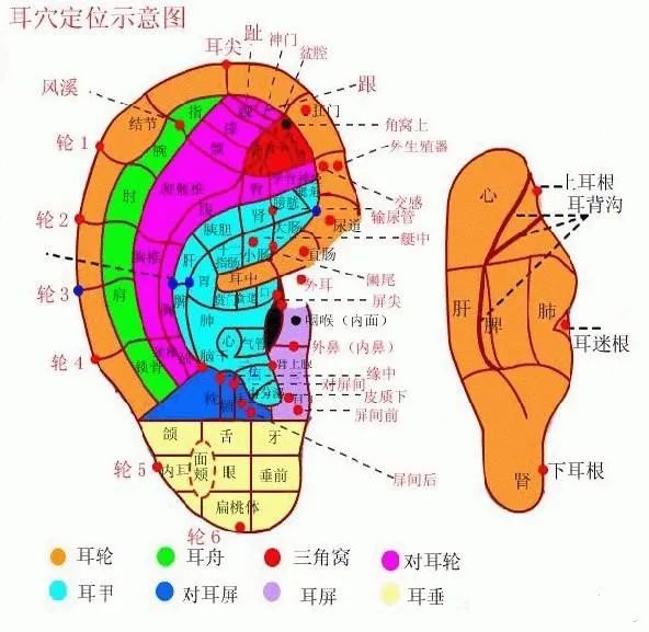 耳朵上压个豆,就能治痤疮(青春痘)!