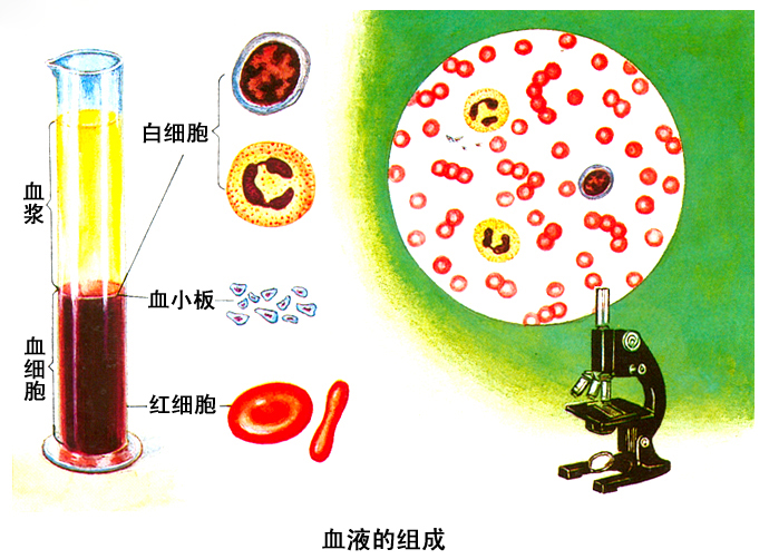 血浆中的蛋白是一种怎样的存在?