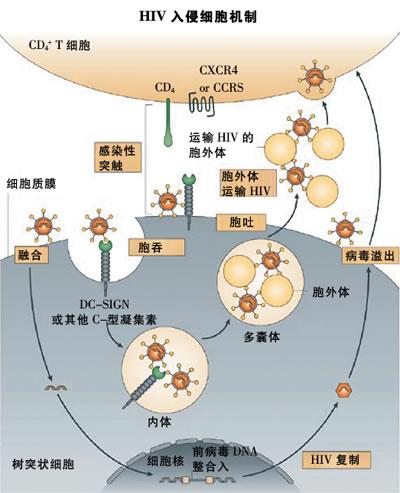 艾滋病窗口期到底是多长致长期反复提问的恐艾症患者