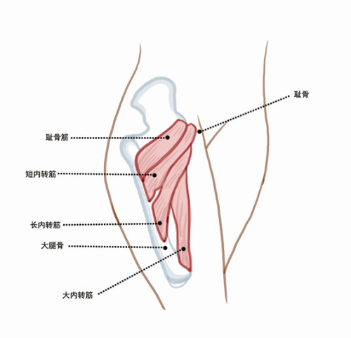 大腿内侧肌肉阵痛好几天了,今天疼痛部位_外科_奇飞知识网