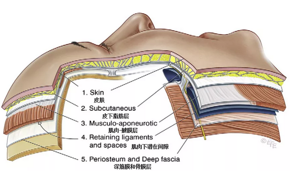 面部软组织的分层