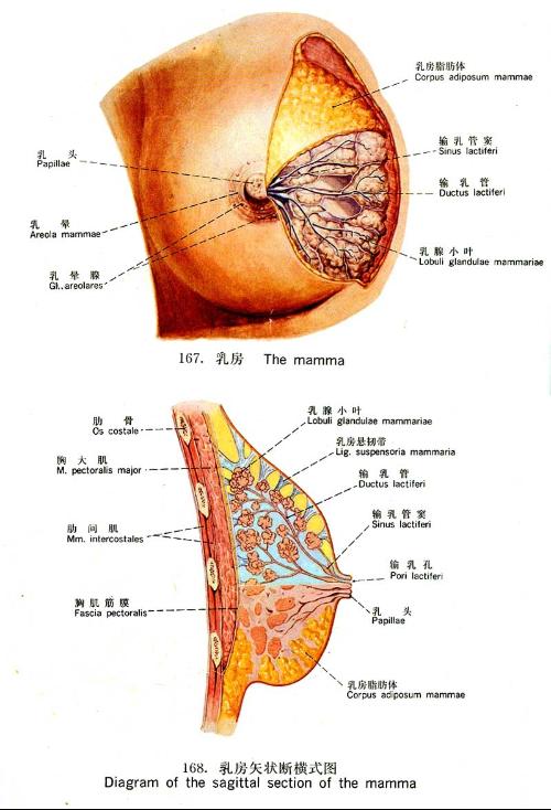 腺小叶和腺泡的数目和大小因发育,妊娠,哺乳,月经周期周期的变化而不