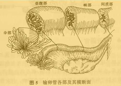 1 -首先"情窦初开""---拾卵:输卵管伞部位于输卵管末端的游离部,长