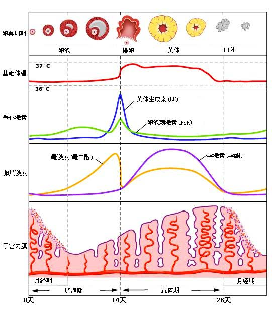 子宫内膜增厚怎么办