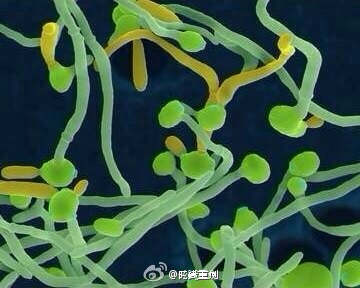 念珠菌阴道炎(vvc-不能说的秘密