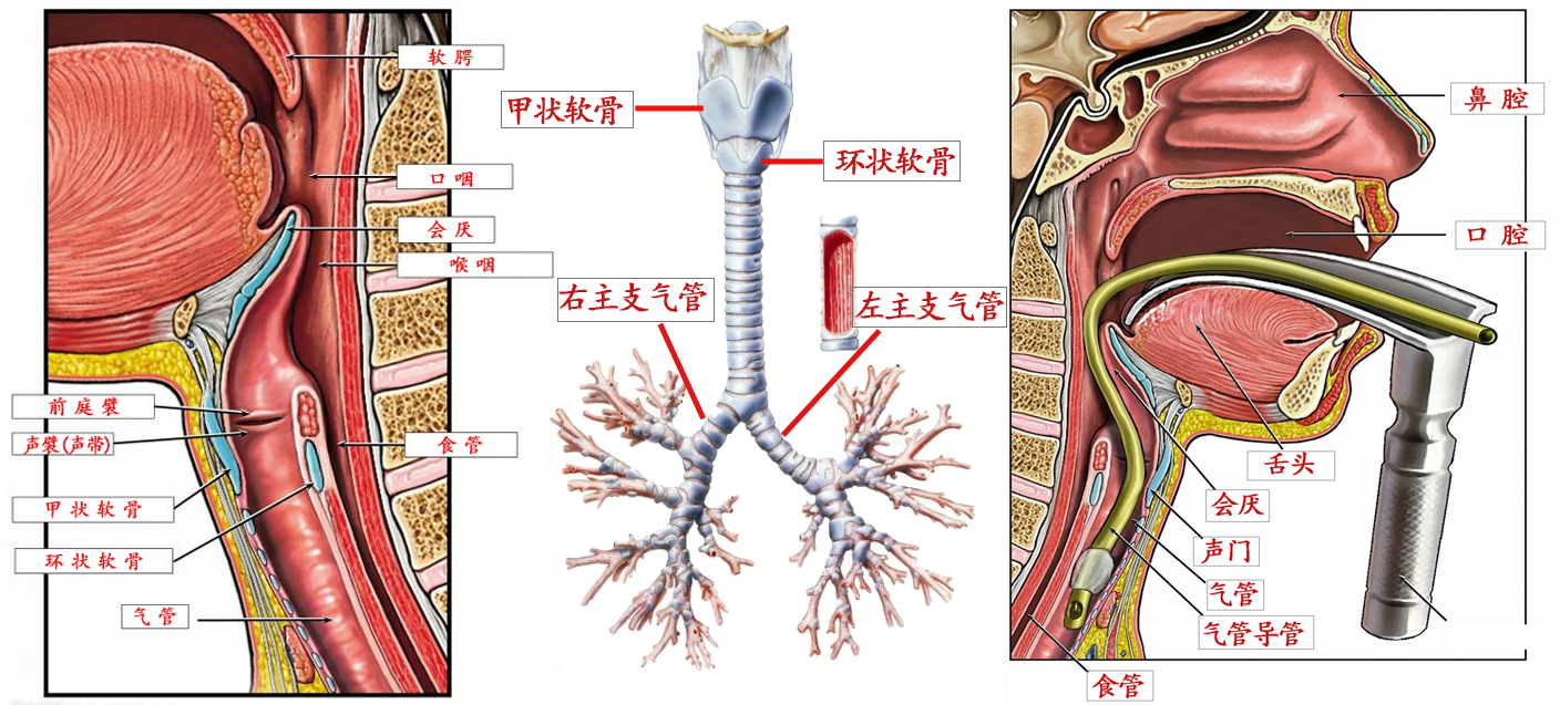 气管和支气管系由软骨和膜性组织所构成的管腔,上起自环状软骨下缘