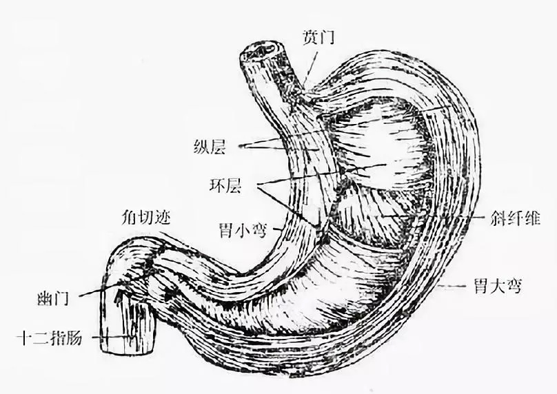 人体解剖胃与幽门括约肌的位置