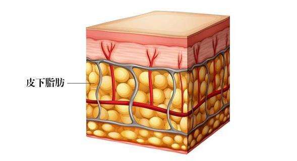 人体的脂肪大约有2/3贮存在皮下组织.