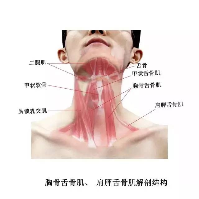 实用人体体表解剖:头颈部(高清大图版)