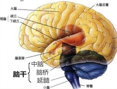 脑干分为哪三部分 新浪（移动端）