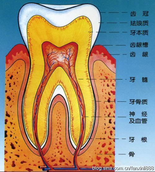 牙齿在我们的口腔内,我们都很熟悉,一日三餐都离不开它,它能帮助我们
