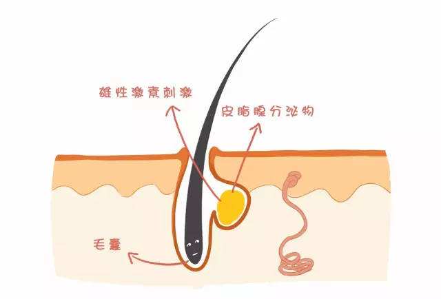 这些油脂会刺激毛囊皮脂腺的导管,使得毛孔粗大,以便油脂顺利排出.