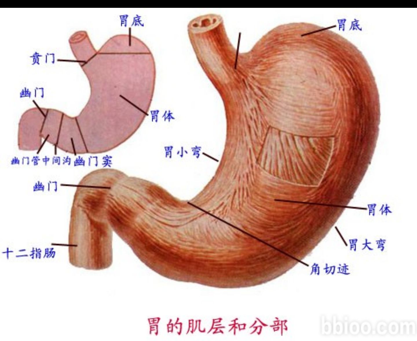 消化器官食管和胃是做啥的