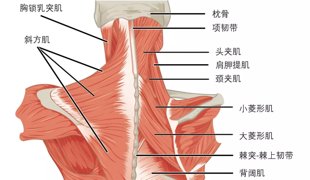 颈椎周围包绕着大量肌肉,大者如斜方肌,菱形肌,胸锁乳突肌,小者如颈深