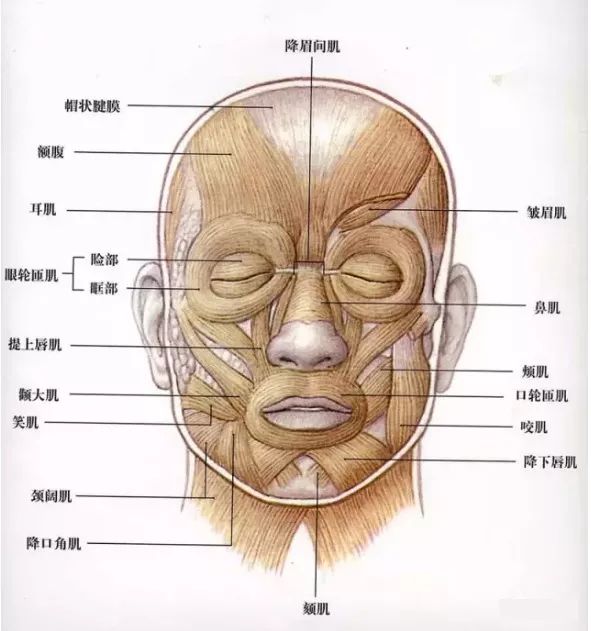 当我们的下眼睑眼轮匝肌 比较肥厚的时候