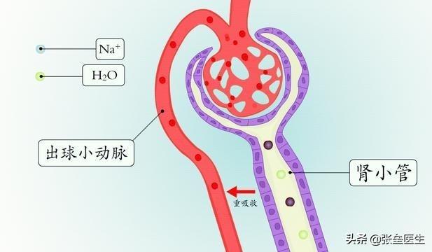 实验证明,当我们的肾小球滤过率下降到正常的1/3时,肌酐才会开始升高