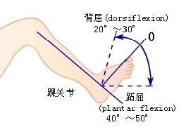 踝关节可以进行各个方向的活动,今天我们主要讨论的是背伸(同背屈)和