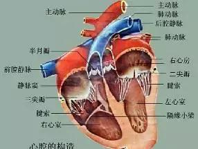 「专家面对面」心脏瓣膜坏了,只能开胸换瓣吗?就没有别的方法吗