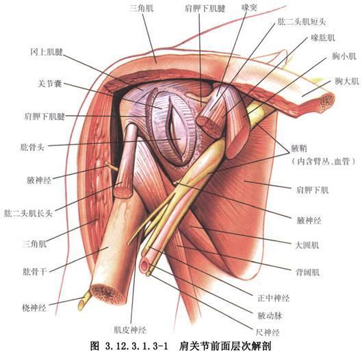 外旋等全角度的动作,几乎能够锻炼到肩关节周围所有肌肉,使肩关节周围